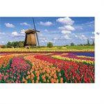 Puzzles 1000 pièces 685X480mm PAYSAGE - Champs de Tulipes -